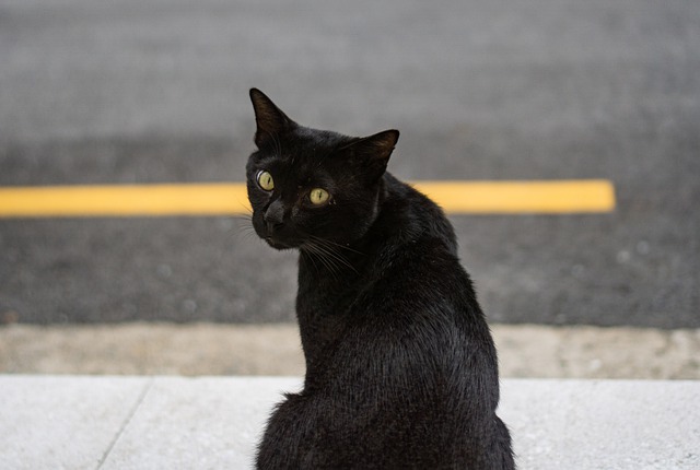 黒い野良猫