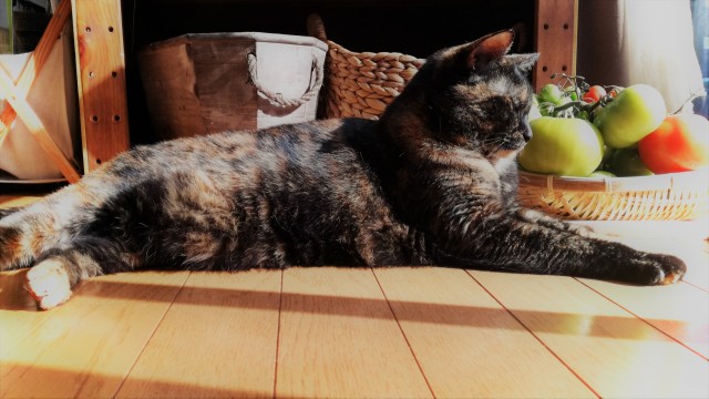 猫はトマトを食べても大丈夫 安全に食べさせる方法が知りたい 猫はトマトを食べても大丈夫 安全に食べさせる方法が知りたい