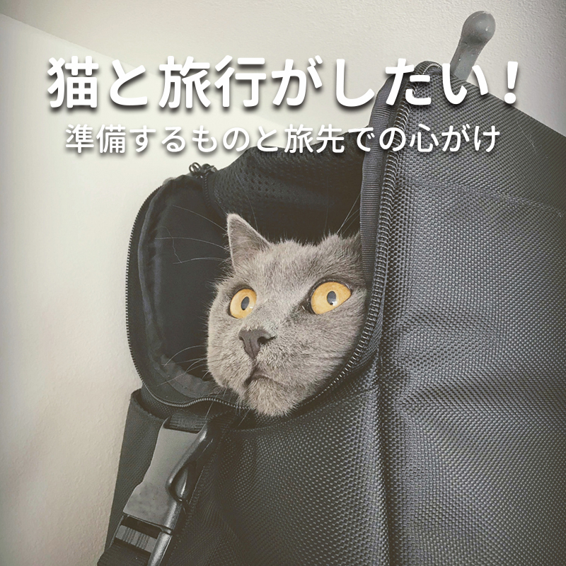 猫と旅行がしたい！事前準備すべきものと旅先での心掛けとは！？