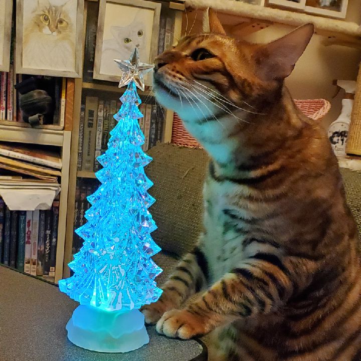 猫とクリスマスツリーの相性は最悪でも一緒にxmasを過ごしたい