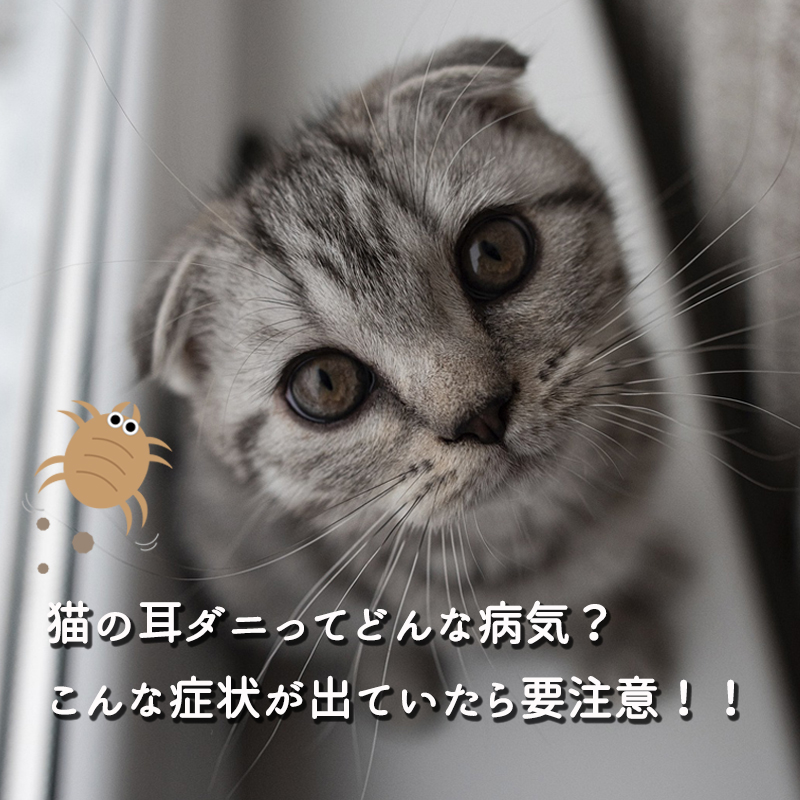 【獣医師監修】猫の耳ダニってどんな病気？こんな症状が出ていたら要注意！！