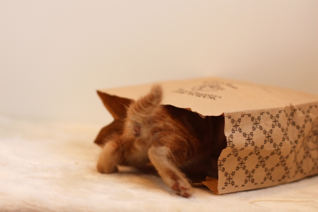 紙袋にもぐる子猫