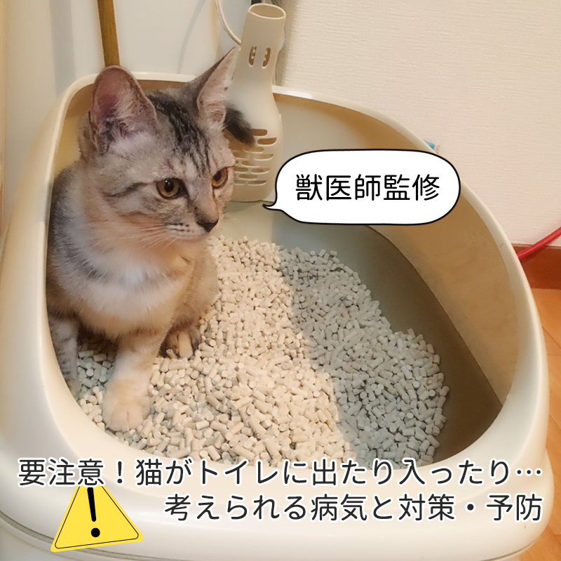 【獣医師監修】要注意！猫がトイレに出たり入ったり…考えられる病気と対策、予防