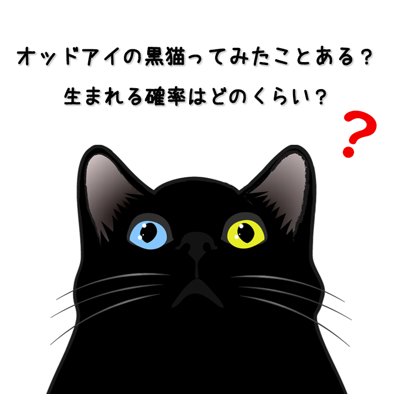 オッドアイの黒猫ってみたことある？生まれる確率はどのくらい？