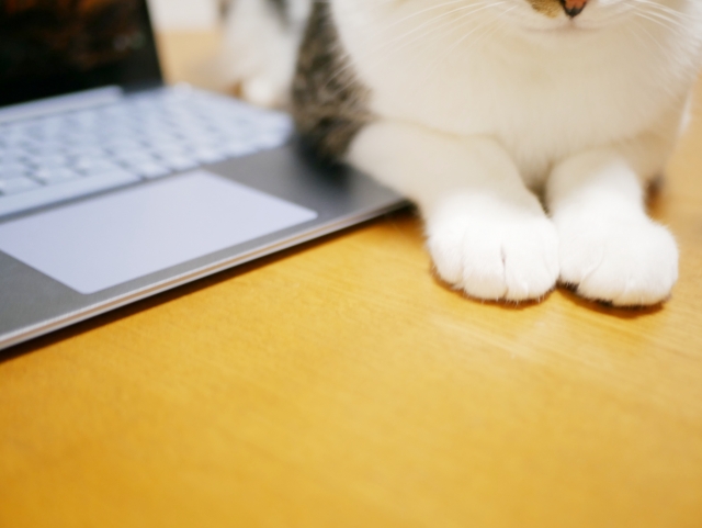 パソコンのそばにいる猫