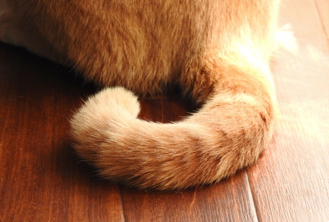 記事タイトル 猫のしっぽが気持ちを表すって本当 尻尾が膨らむ理由と気持ちを詳しく