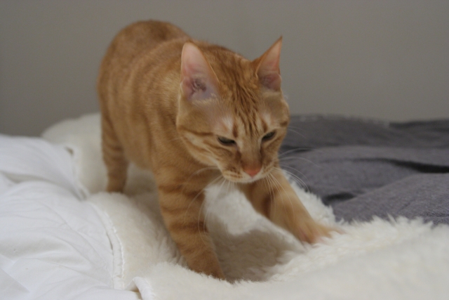 毛布でふみふみする茶色い猫