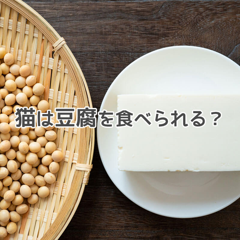 高たんぱく低カロリーな豆腐は猫に与えても平気なのか知りたい！