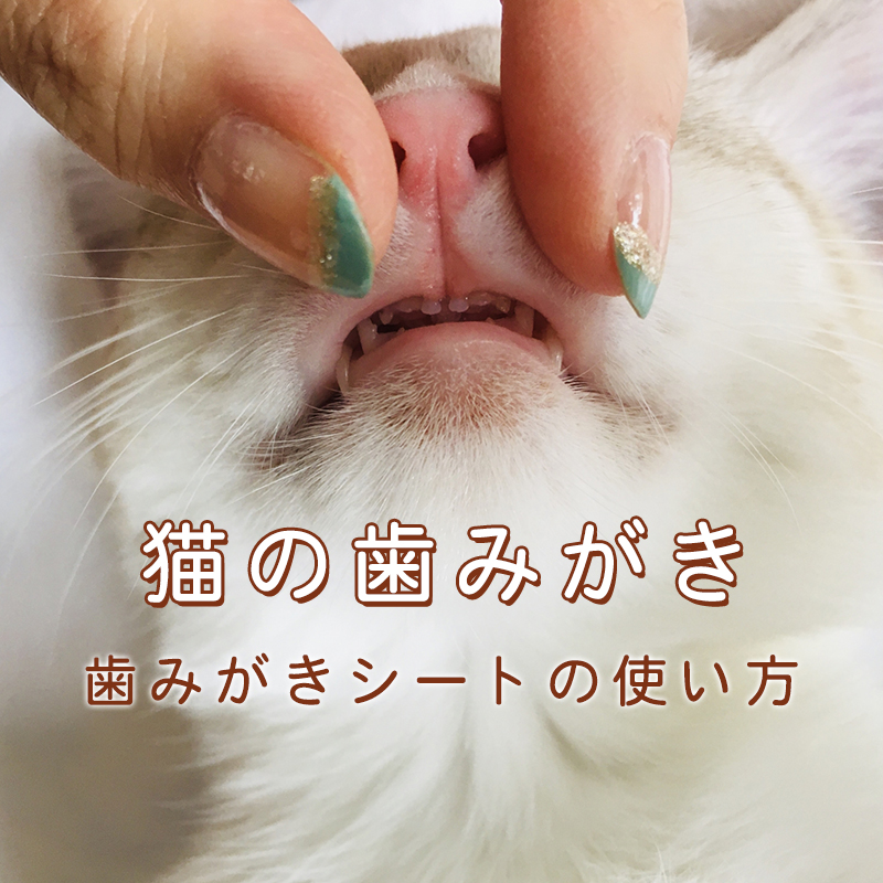 猫の歯みがきにおすすめアイテム歯磨きシートのご紹介と使い方