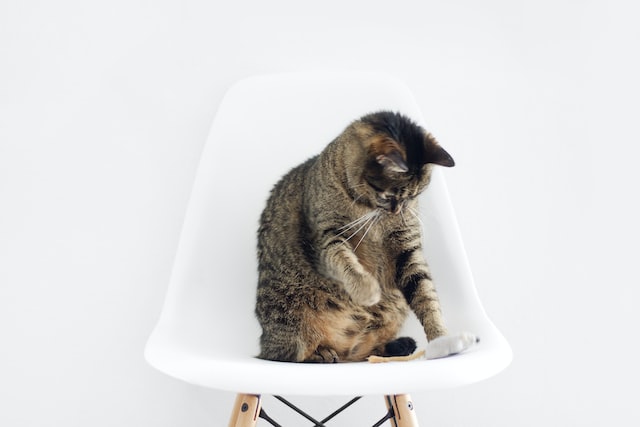 椅子の上で遊ぶ猫