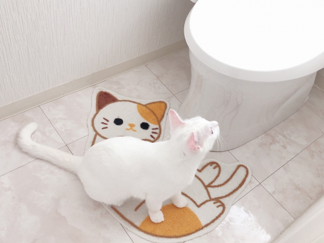 トイレにいる猫