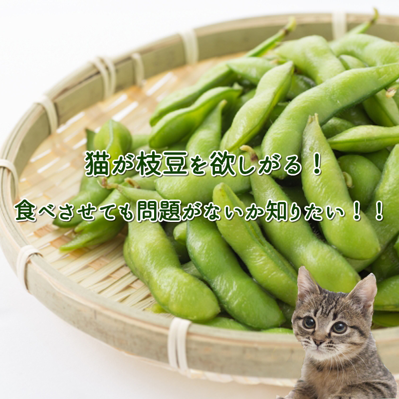 猫が枝豆を欲しがる！食べさせても問題がないか知りたい！！