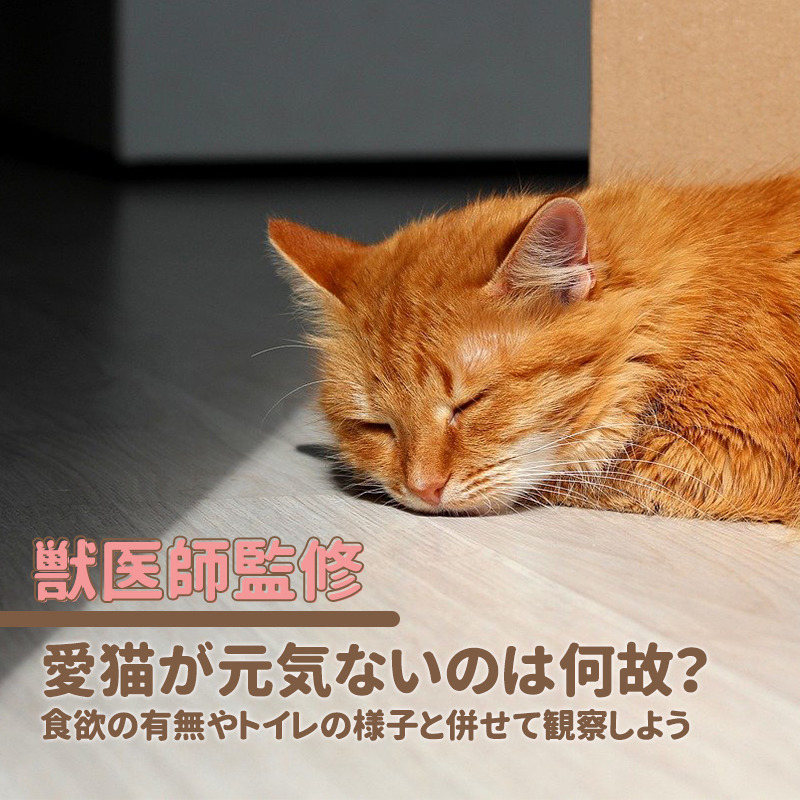 【獣医師監修】愛猫が元気ないのは何故？食欲の有無やトイレの様子と併せて観察しよう