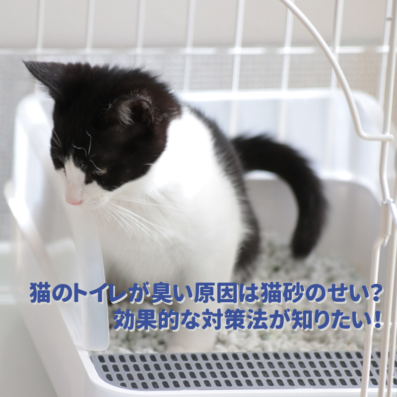 猫のトイレが臭い原因は猫砂のせい？効果的な対策法が知りたい！
