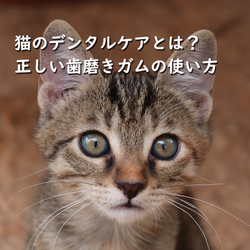 猫のお手入れグッズ｜猫の総合情報サイト ペットスマイルニュースfor 