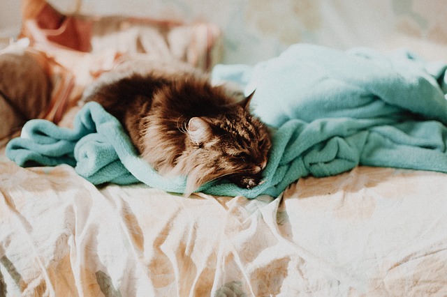 毛布の上で寝ている猫