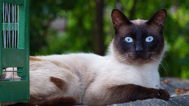 シャム猫