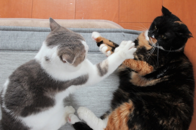 猫同士の喧嘩