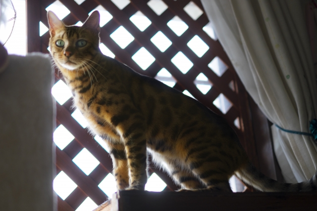 フェンス前にいるベンガル猫