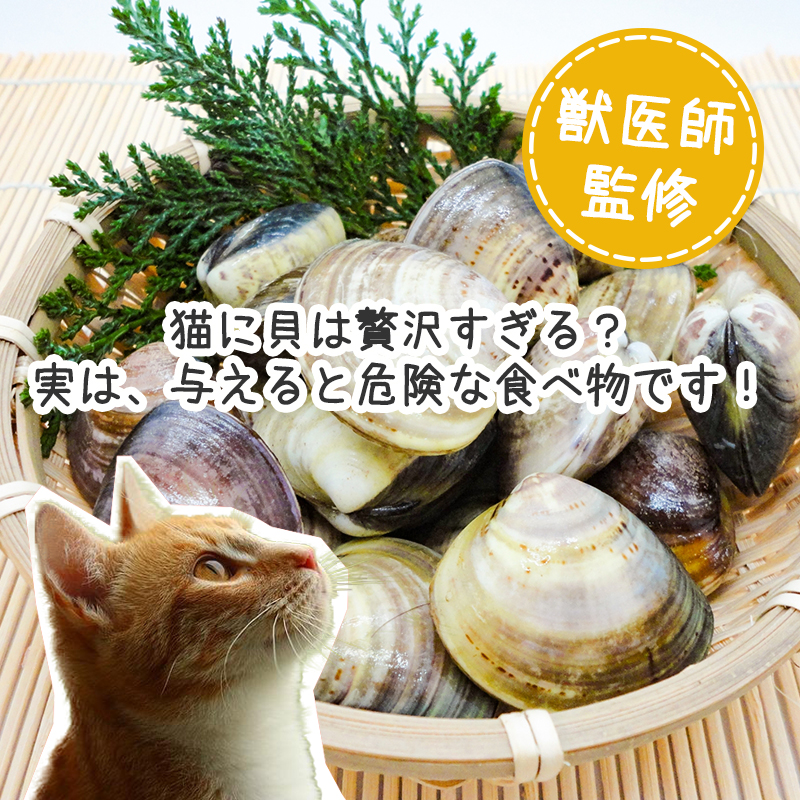 【獣医師監修】猫に貝は贅沢すぎる？実は、与えると危険な食べ物です！