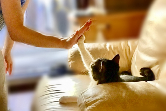 猫と人