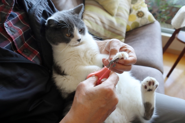爪を切られる猫