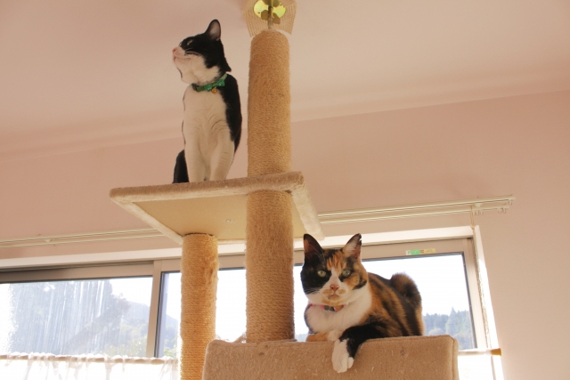 キャットタワーに登る猫たち