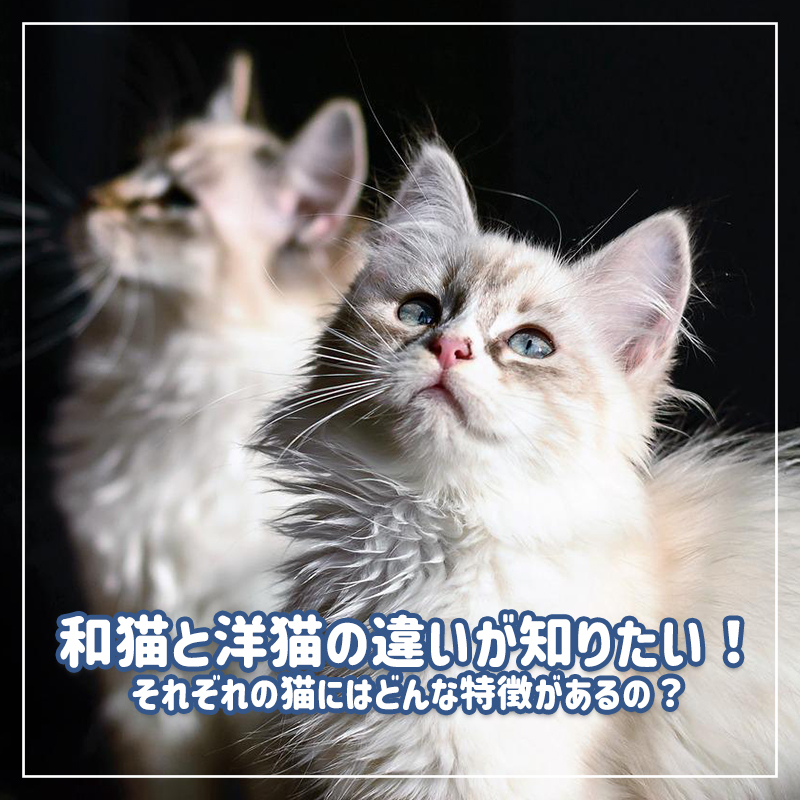 和猫と洋猫の違いが知りたい！それぞれの猫にはどんな特徴があるの？