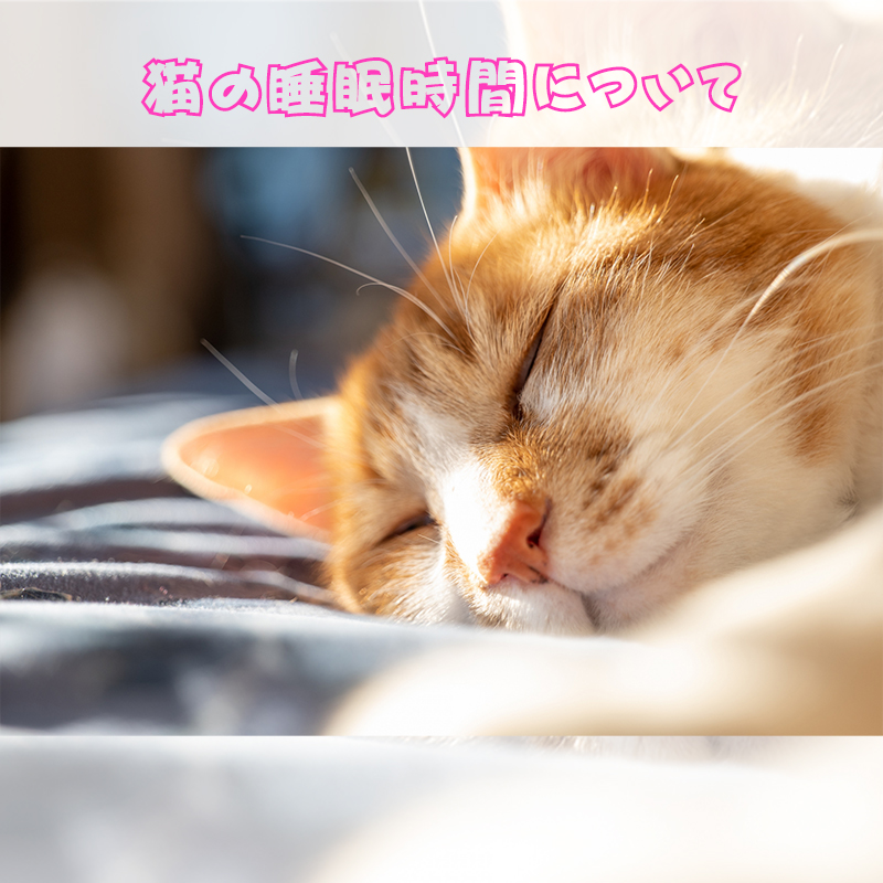 猫の睡眠時間は長い！平均時間と寝すぎや寝不足のケースについて
