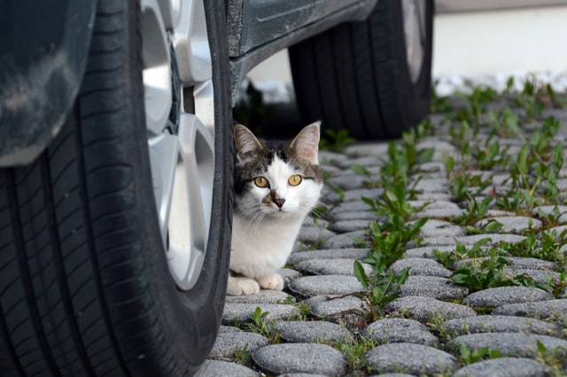 車の下に隠れる猫