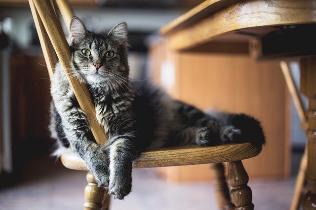 椅子に座っている猫