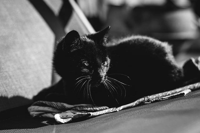 黒猫のモノクロ写真
