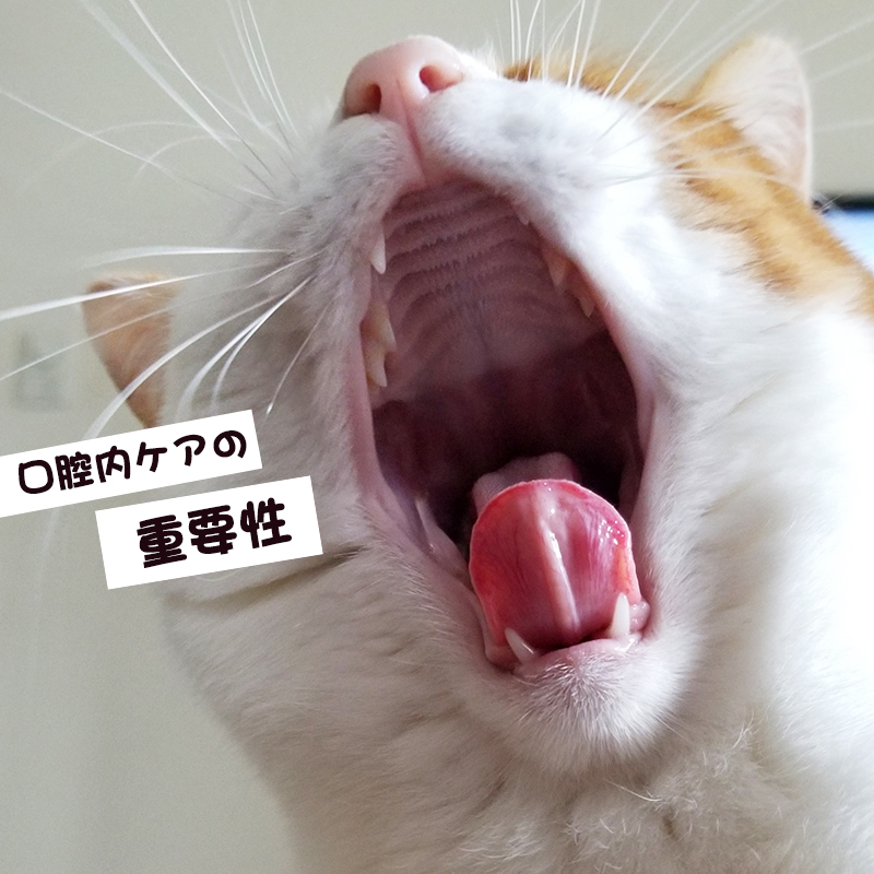 歯磨きをしてない猫は健康でいられる？口腔内のケアの重要性とは？