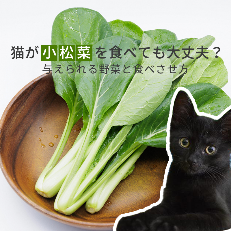 猫が小松菜を食べても大丈夫？シェアできる野菜と食べさせ方をご紹介