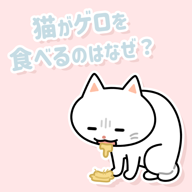 猫がゲロを食べるのはなぜ？吐き戻した嘔吐物は食べても安全なの？