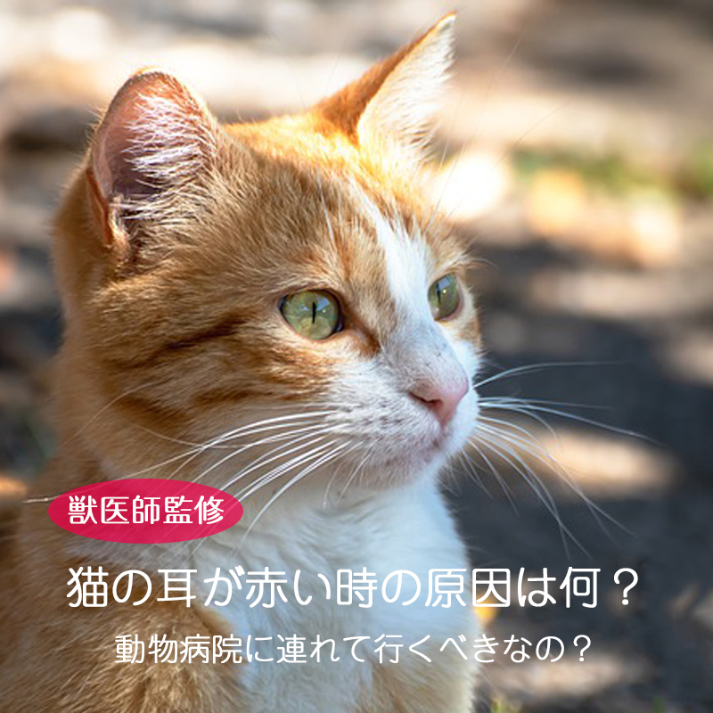 【獣医師監修】猫の耳が赤い時の原因は何？動物病院に連れて行くべきなの？