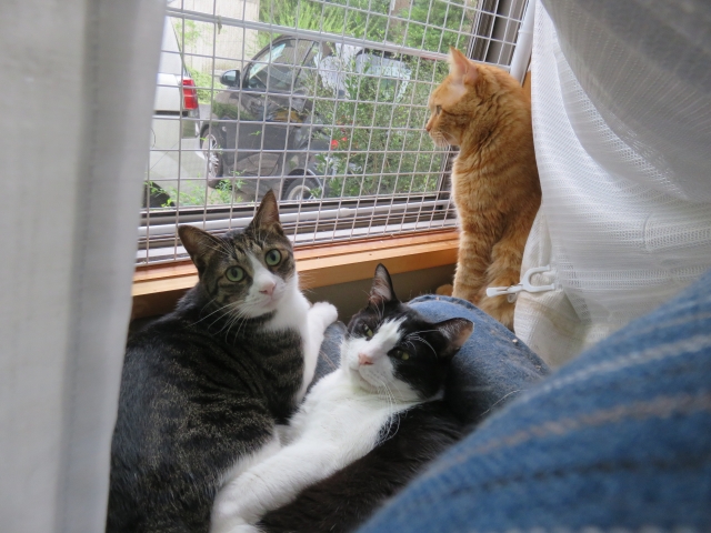 窓際にいる３頭の猫