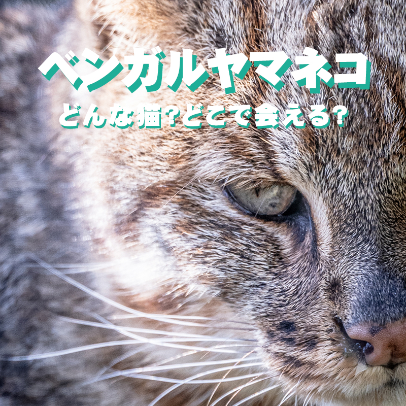 ベンガルヤマネコってどんな猫？日本ではペットとして飼えるの？