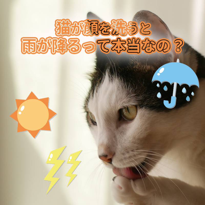 猫を見ると天気予報が分かる？顔を洗うと雨が降るって本当なの？