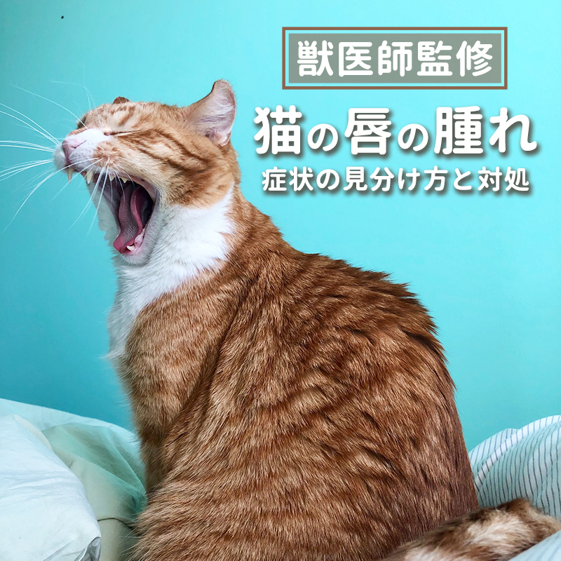 【獣医師監修】猫の唇が腫れている？心配な症状の見分け方と対処について