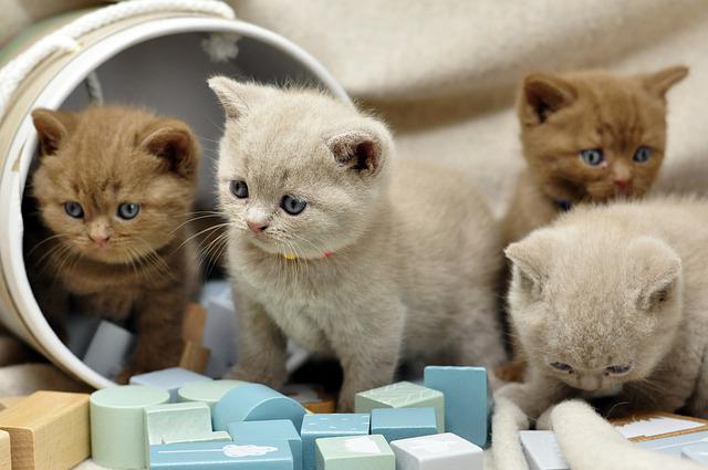 ブリティッシュショートヘアの子猫たち