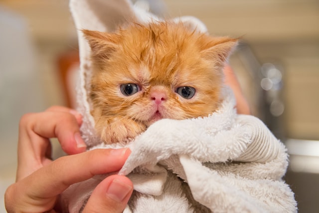 タオルで拭かれる子猫