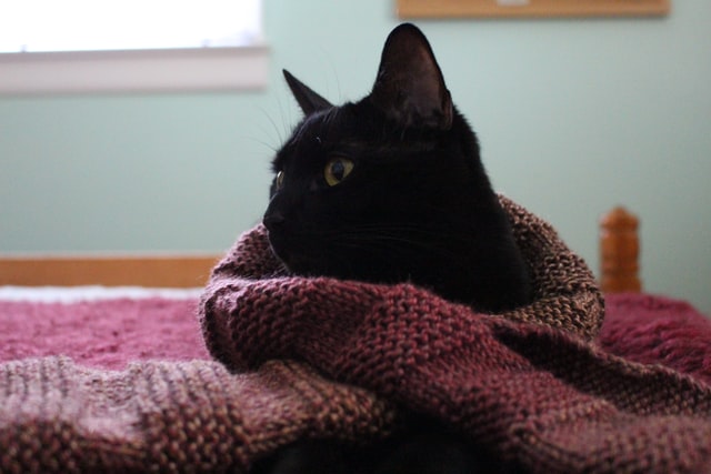 毛布にくるまれた黒猫