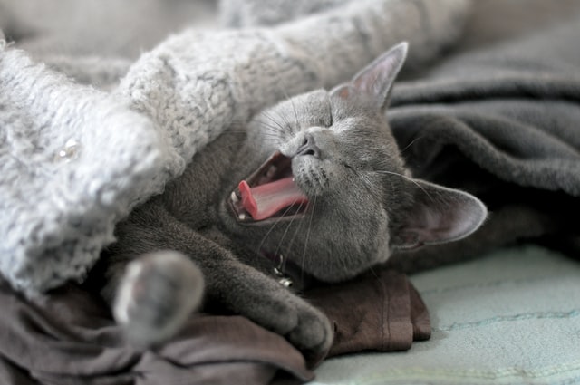 布団の中であくびをする猫