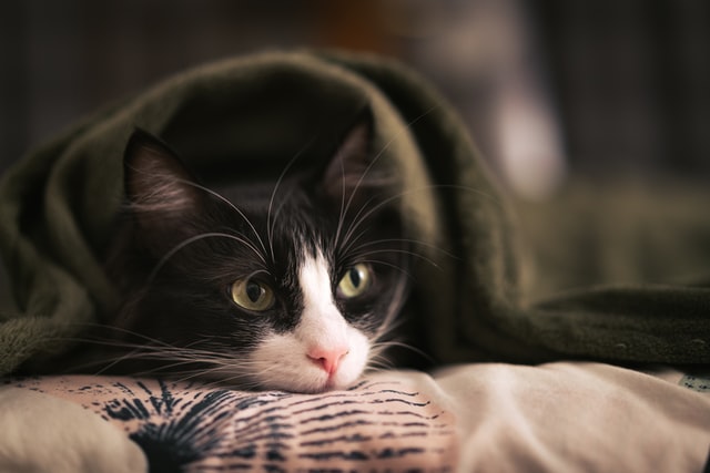 毛布から顔を出したハチワレ猫