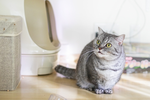 猫とトイレ