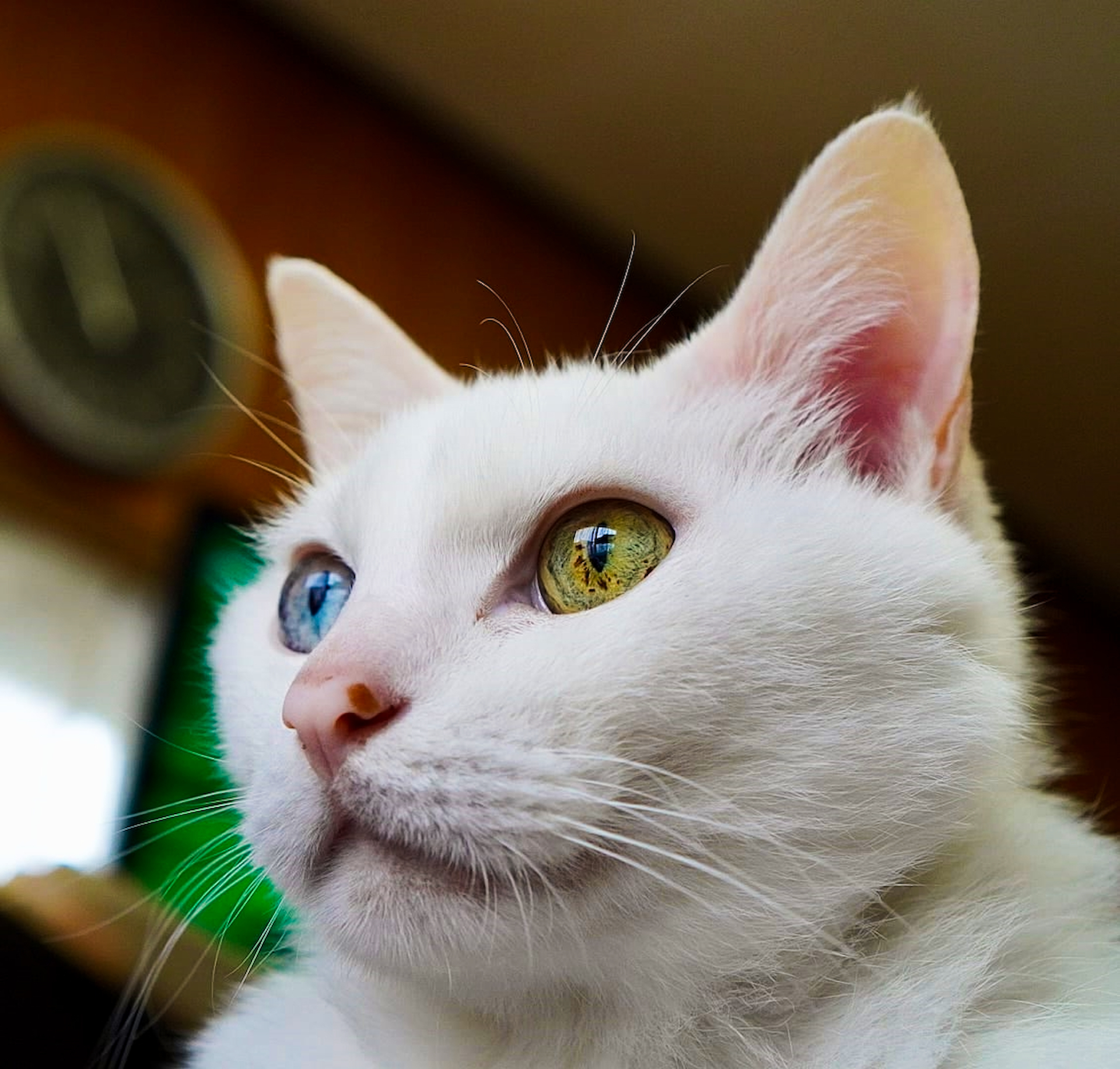 オッドアイの猫が生まれる確率はどのくらい?なりやすい種類や飼育の注意点について