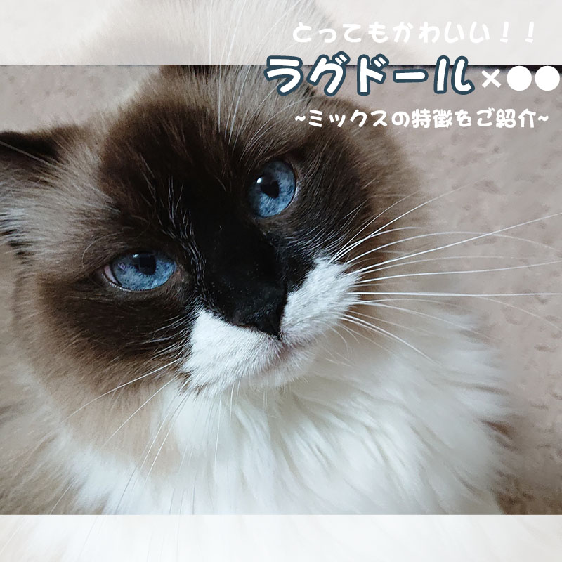 猫の種類（猫種）｜猫の総合情報サイト ペットスマイルニュースforネコ 