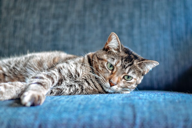 ソファーで横になる猫