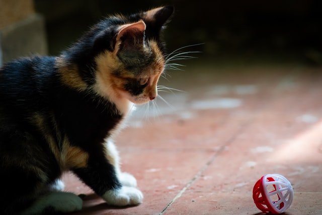 ボールのおもちゃを見つめる猫